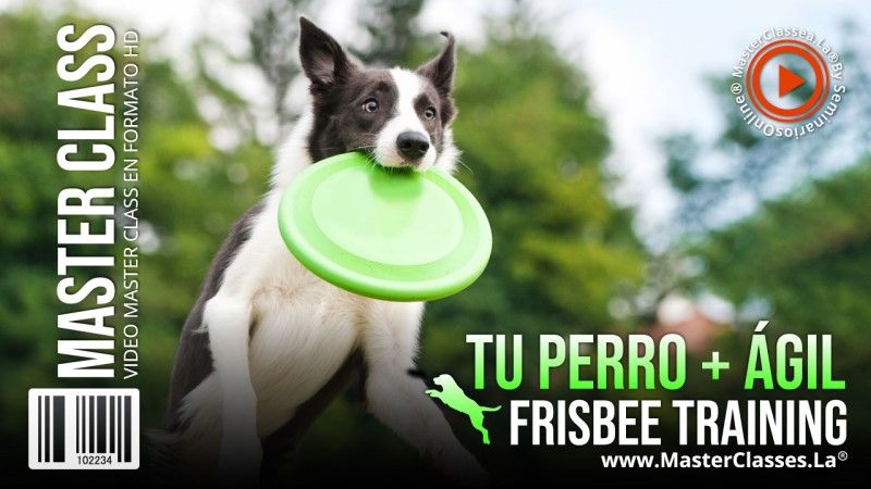 Tu Perro más Ágil – Frisbee Training