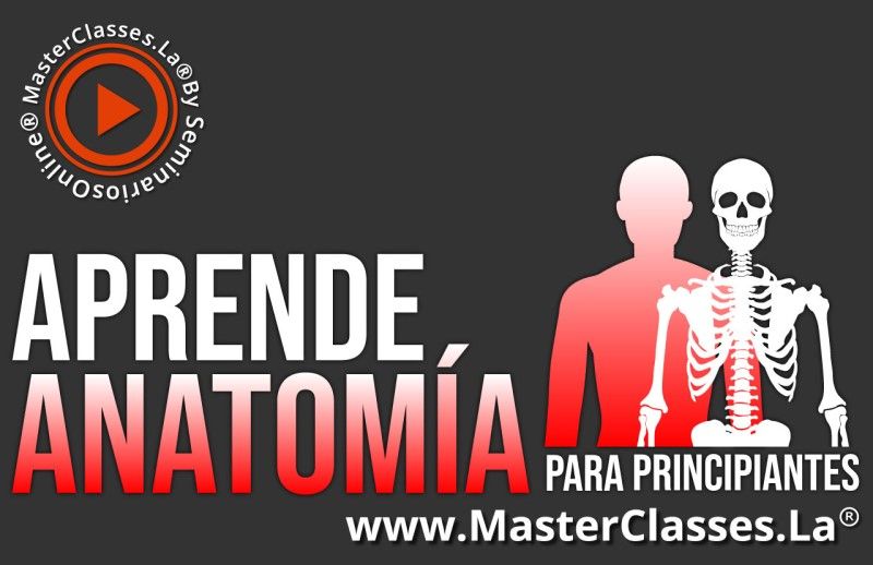 Curso online para aprender anatomía